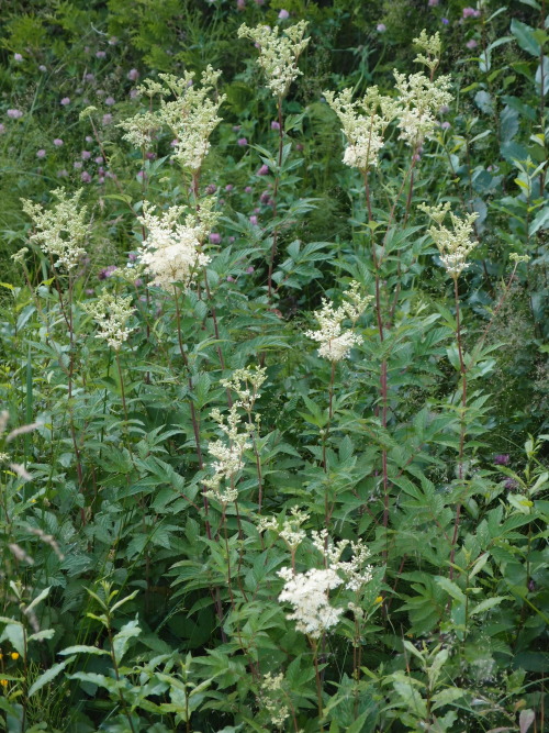 Filipendula ulmaria — meadowsweet a.k.a. mead wort