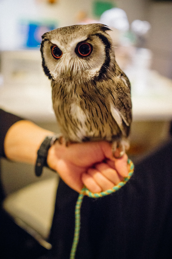 lottaringqvist:  When in Tokyo we visited an owl café. For one hour you were allowed