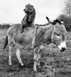 animals-riding-animals:  dog riding donkey