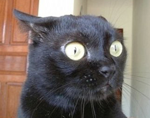 8 Cats That Embody The Struggles of Binding