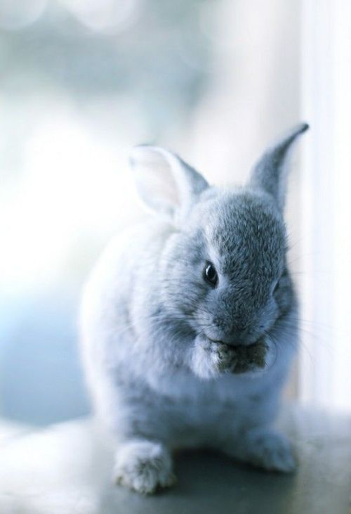 ensphere:“ (via Bunny buddy.)”