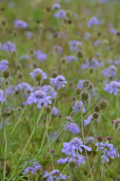 Scabiosa japonica V. alpinaMatumusisou