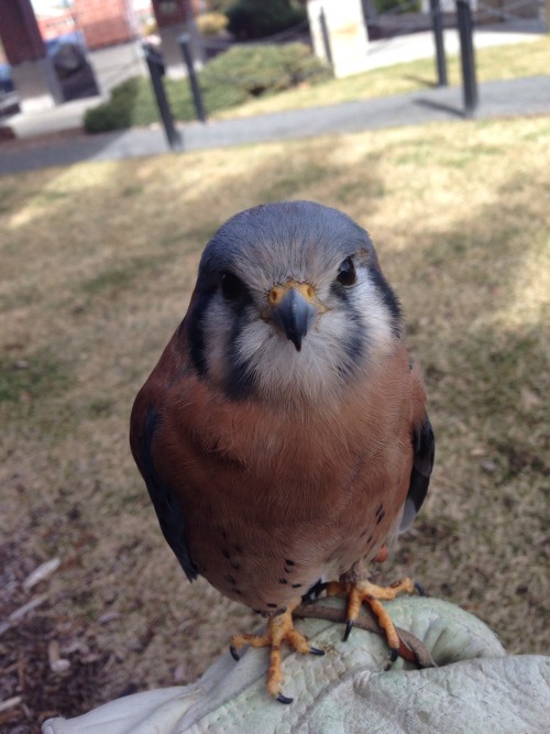 queenseltas: some pics of everett that i took during my last handling session, he is a good kestrel