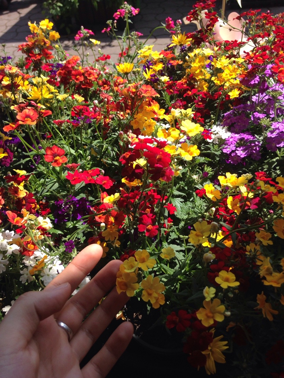 warmerthansun: I hope your life is as colorful as summer flowers 🌺