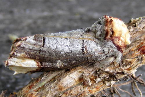 sixpenceee: The buff-tip moth is a medium-sized moth that is on the wing at night from June to July.