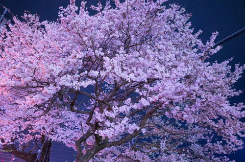 yorunosei:誠修高校の桜 by camerider_k3