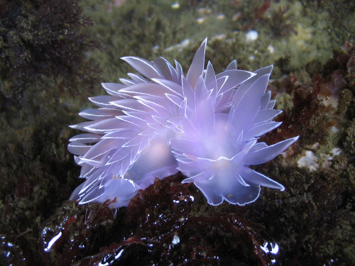 coolthingoftheday: coolthingoftheday: TOP TEN COOLEST SEA SLUGS Note: I have captioned the pictures 