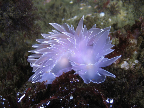 sixpenceee: A compilation of the coolest sea slugs! From top to bottom we have. Phyllodesmium Poindimiei Dirona Albolineata Cadlinella Ornatissima Janolus Fuscus Cyerce Nigricans Flabellina Iodinea 