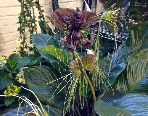 Tacca chantrieri
Black Bat Flower