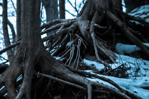 90377:Dead Trees by Garett M on Flickr.