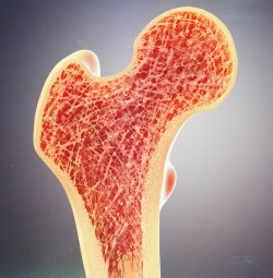 sciviz:  Bone Cross Section by Alexey Kashpersky for Radius Digital Science 