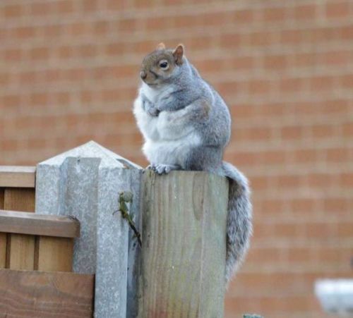 lolfactory:  Honey, I think we need to stop feeding the squirrel. He’s looking festively plump.  [source]Amazon: 12 Days of Deals and sales on holiday toys, electronics, video games, jewelry…