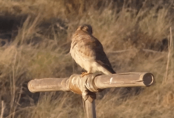 American Kestrel (Falco Sparverius)