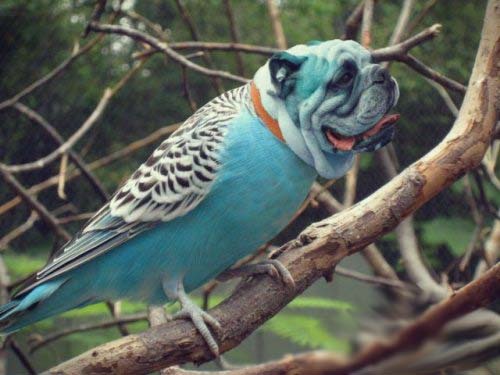 tastefullyoffensive:  Dirds (Dogs + Birds)Previously: Celebrities Before & After Photoshop 