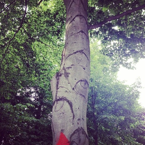 They look like eyes on that tree..hhmmm.. #nature #trees #tree #eyes #eye #odd #random #berlin #berl