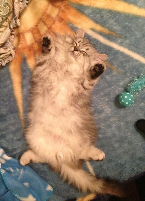 awwww-cute:  ran out of fuel during playtime :3 (Source: http://ift.tt/1DTyIyT)