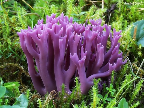 fungifanatics:Clavulina amethystina is a species of coral fungus in the family Clavulinaceae, it&rsq