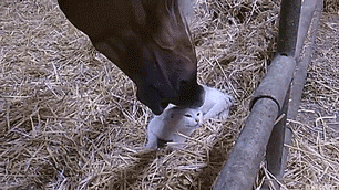 thenatsdorf:Horse and cat form unlikely friendship. [full video]