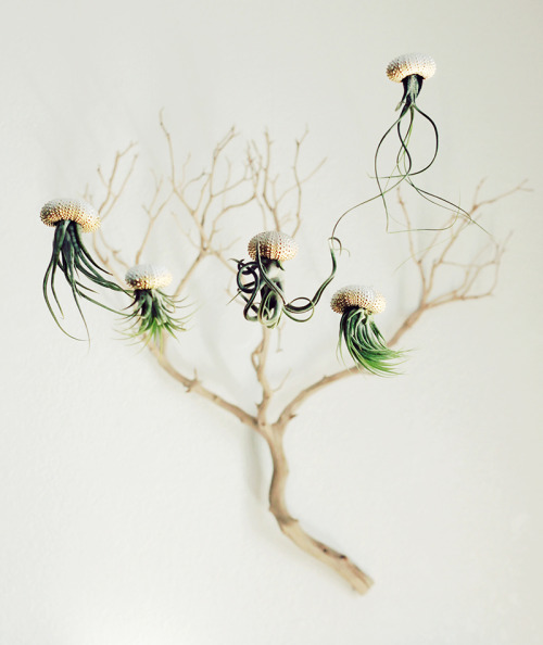 steampunktendencies:    Air Plant Jellyfish by PetitBeast