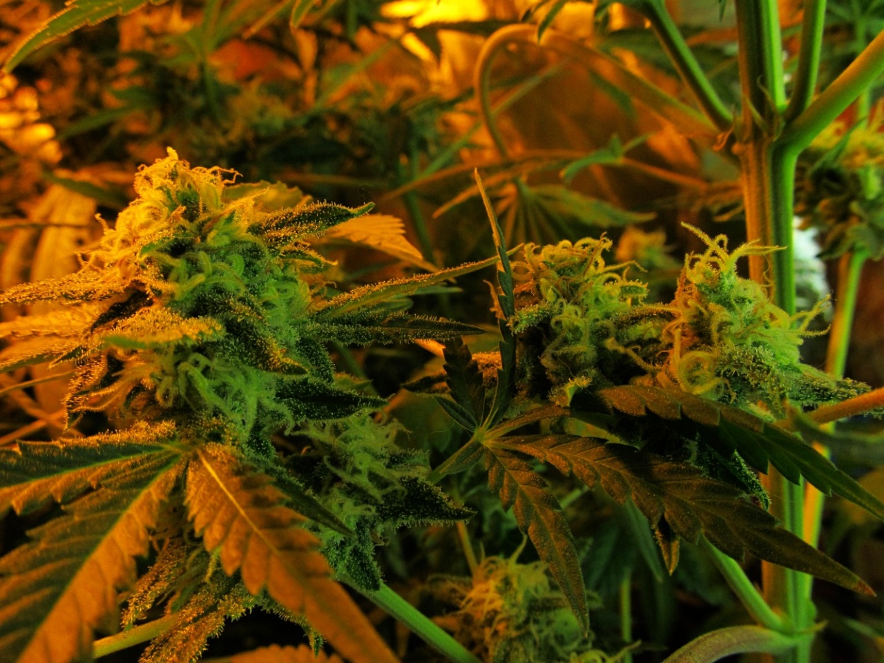 rebirthofalibra:  From Seed to Weed 