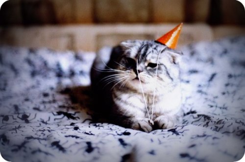 ((not actual cat porn))
