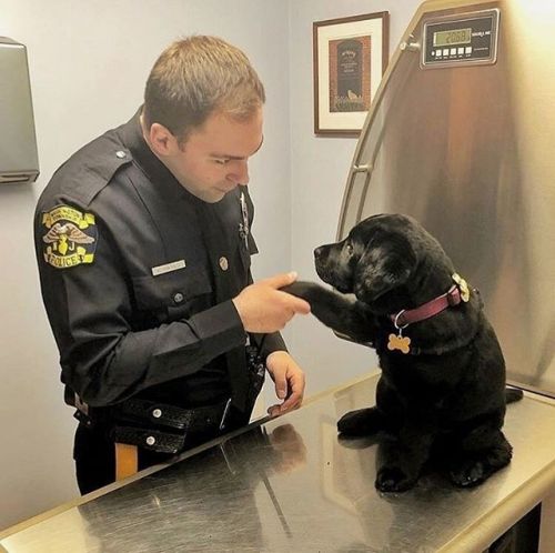 dawwwwfactory:  Cute po-po puppy on his first day Click here for more adorable animal pics!