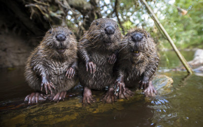 allcreatures:
“ “ A husband and wife photography team are now so friendly with a family of wild beavers they let them take their portrait. Bettina and Christian Kutschenreiter have spent 10 years making regular visits to the beavers after they...
