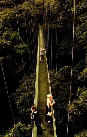 Canopy Walkways Above The Monteverde Rainforest, Costa Rica