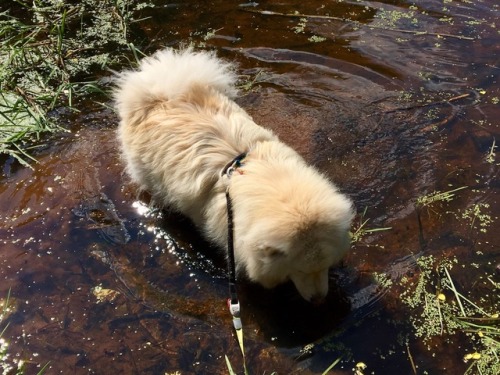 floof is fond of pond