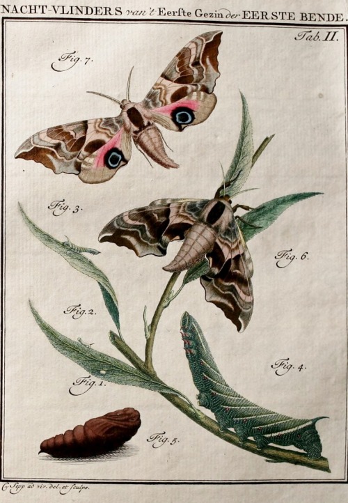 wapiti3: Insects of the Netherlands, illustrated from Life.  ; By Sepp, Jan Christiaan, 1739-18