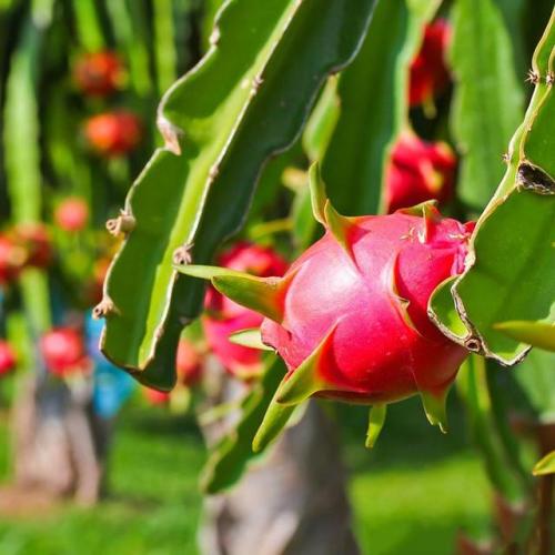 Hylocereus undatus (Dragon Fruit)