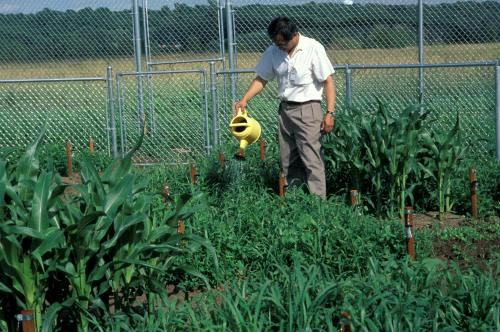 antronaut:Mel Chin at Revival Field (1991)