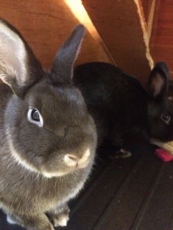 yomallory:  NYC + Long Island followers — These two adorable bunnies are looking for a new home. Their awesome owner is away at school too often to give them the daily care they need, and she’s willing to arrange a free adoption.  Please message