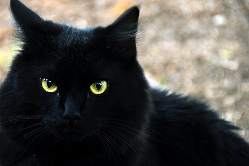 dannielkan:  Cats…everybody love cats! 