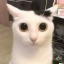 httpsjoti
