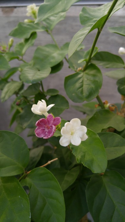 Jasminum sambac is in the olive family Oleaceae. Commonly known as Arabian jasmine, it is native to 