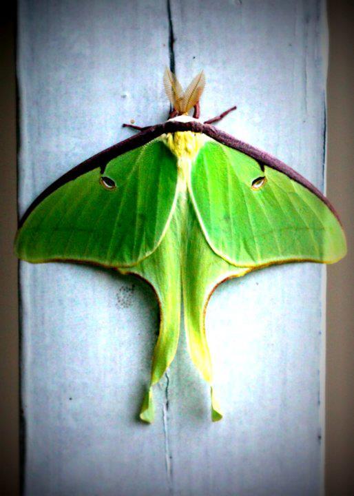 lucianite:  noroit:  nltm:  Reminder that moths  INCOHERENT SCREAMING  God I love