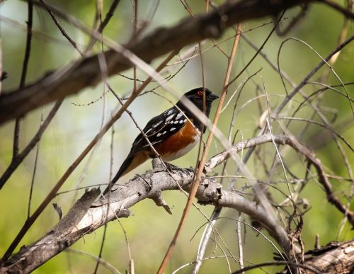 A Spotted Towhee at Hahamongna Watershed Park this past weekend. They’re just such cool lookin