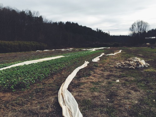 smokesignalsbaking:  Winter clean up and harvest.