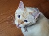 straycatj:qr-sa:straycatj:Welcome to my second cat Ted…If a new kind of the dog would be named the Siamese in a country, can you accept it? I won’t be able to do. Because the Siamese is the name of the cat kind having the history. だい2かい