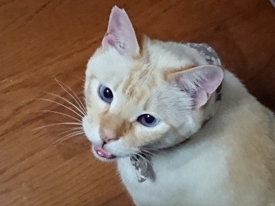 straycatj:qr-sa:straycatj:Welcome to my second cat Ted…If a new kind of the dog would be named the Siamese in a country, can you accept it? I won’t be able to do. Because the Siamese is the name of the cat kind having the history. だい2かい