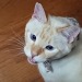 straycatj:qr-sa:straycatj:Welcome to my second cat Ted&hellip;If a new kind of