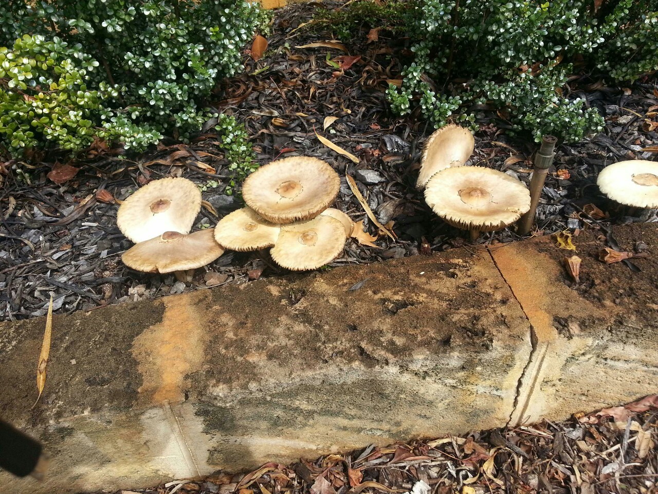 Mushrooms on the reg at my mates place.  