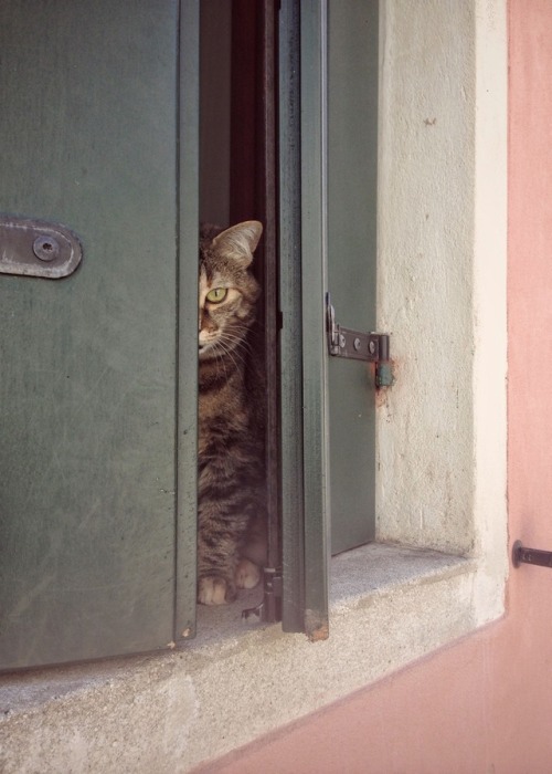 Peeping cat. © Zuraika Arromen Redo, 2017.