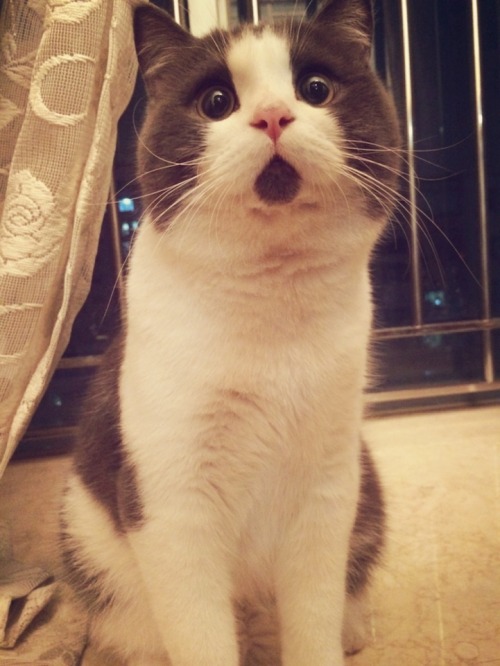 mymodernmet:  Banye, an adorable 11-year-old British Shorthair who lives in Shanghai with his owner winnnie,  looks perpetually surprised thanks to a patch of dark fur strategically grown beneath his mouth. 