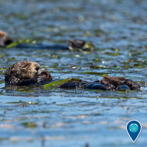 noaasanctuaries:Ready to nap the weekend away? So is this sea otter in Monterey Bay National Marine 