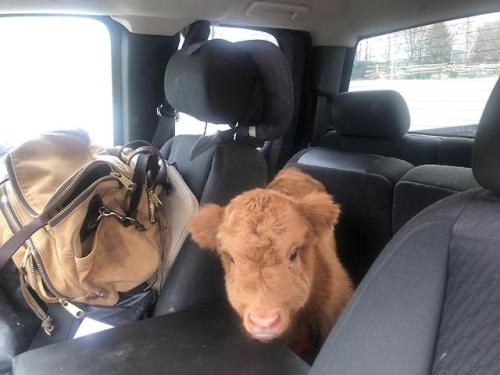 I find the lack of cows riding in cars in this subreddit sad