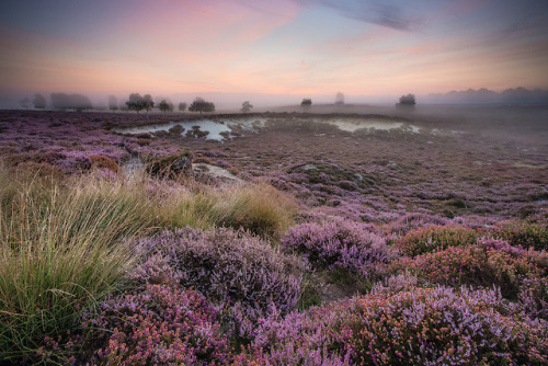 Heath by Istvan Malik