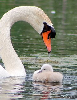 magicalnaturetour:  Mother and Child by lenslady