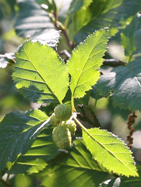 The young green cones of Alder catch the clean morning sunlightgif by riverwindphotography, July 201